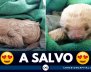 oso-perezoso