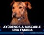 serafin-busca-familia