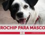 Jornada por los animales en Ciudad Bolívar