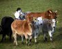 zebu-1860096_960_720