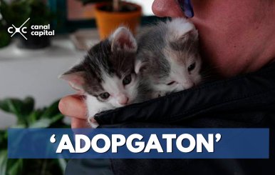 ‘Adopgaton’-
