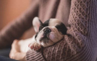 adorable-1850276_960_720