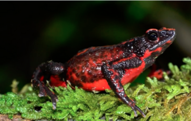 Especies en vía de extinción