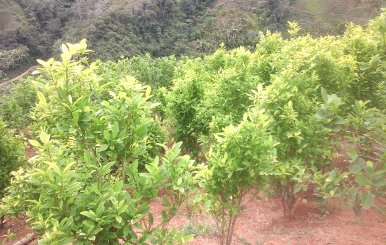 Cultivos_de_la_planta_de_coca_al_fondo_un_bosque_premontano