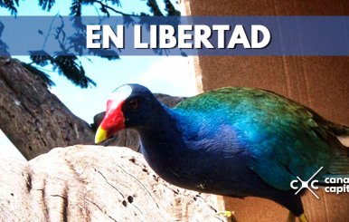 46 tinguas azules volvieron a la libertad luego de ser rehabilitadas