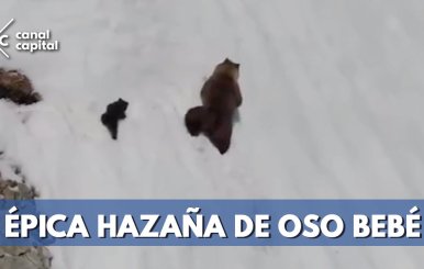 hazaña-de-oso-bebe
