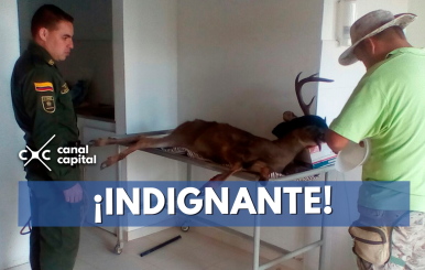 indignante