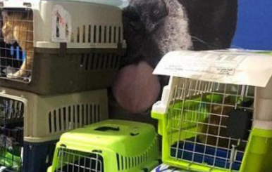 Gatos rescatados