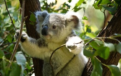 koala-74908_960_720