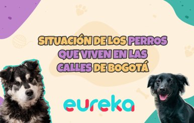 Situación perros abandonados en Bogotá