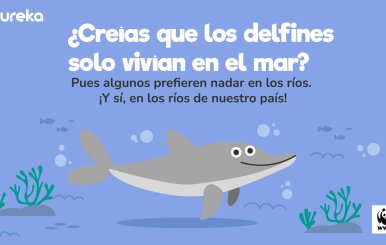 Delfines de río  en Colombia