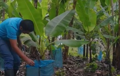 Campesino cultivando