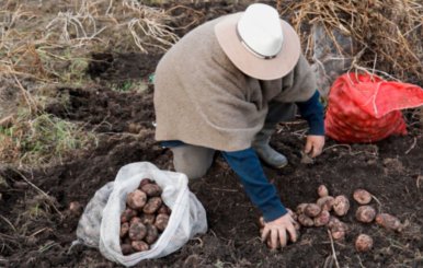 Campesino con ruana y sombrero blanco sacando papa de la tierra