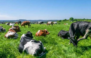Vacas acostadas en un prado