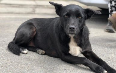 Perro de pelaje negro sentado en la acera