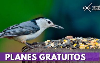 Pájaro
