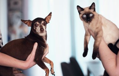 Un perro y un gato mirando fijamente a la cámara