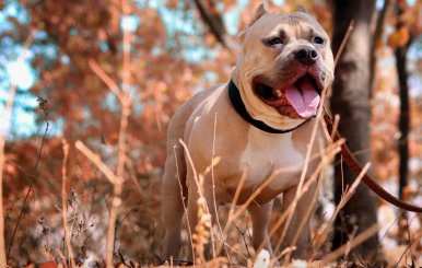 Perro de raza pitbull