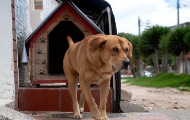 Perro saliendo de una casa pequeña