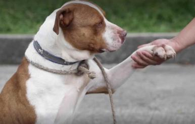 Mascota tomada de una pata por una persona 