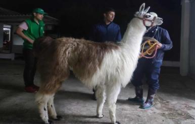Una de las llamas rescatas por el Distrito siendo atendida por personal profesional 