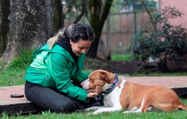 Funcionaria del Instituto Distrital de Protección Animal acariciando un perro 