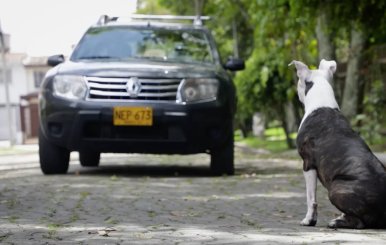  Perros atropellados en Bogotá. 