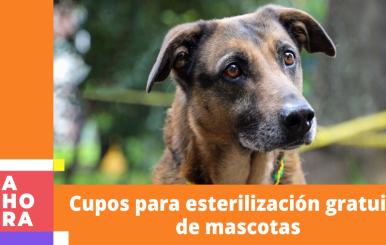 Jornadas gratuitas de esterilización de mascotas