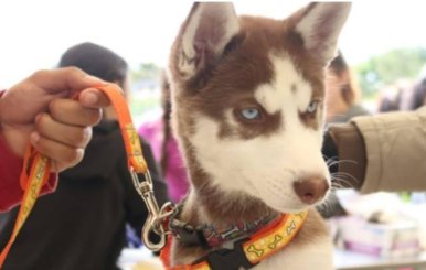 Perro de color gris sujetado al collar de su dueño
