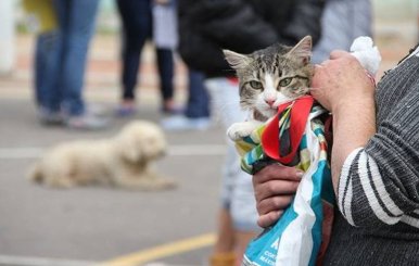 Persona cargando a un gato mientras de fondo se ve un perro acostado