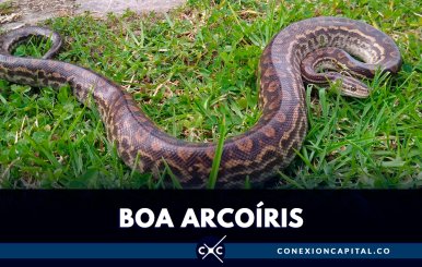 Encuentran boa arcoíris en Kennedy