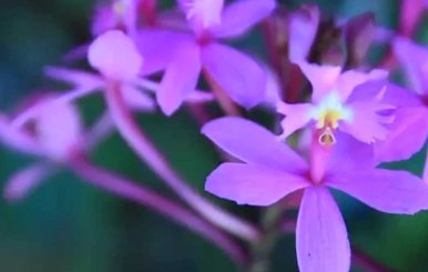 orquideascolombianas