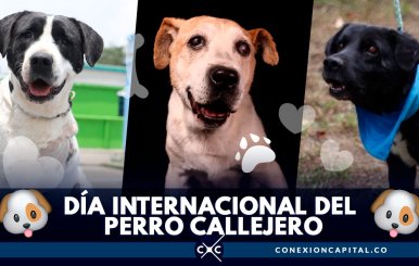 perros (1)
