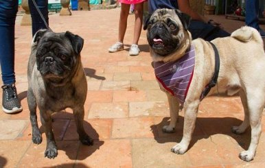perros_0