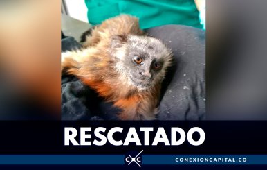 rescatado
