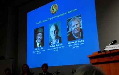 The names of Jeffrey C. Hall, Michael Rosbash and Michael W. Young are displayed during a news conference to announce the winner of the Nobel Prize in Physiology or Medicine 2017, in Stockholm