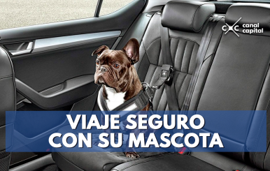 Viaje-seguro-con-su-mascota