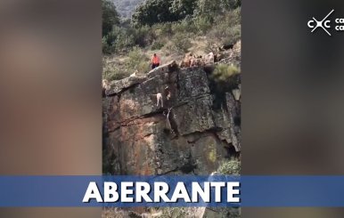 perros-cae-por-barranco