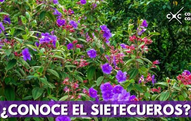 sietecueros-arbol-bogota
