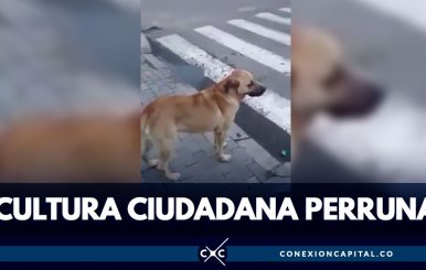 perro-callejero
