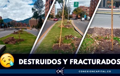 arboles-vandalizados-autopista-norte