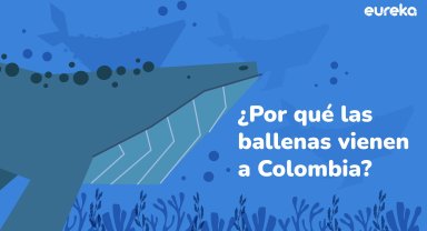 Ballenas jorobadas colombia