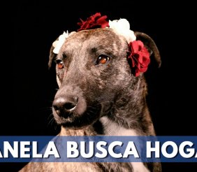 ADOPTAR-CANELA-BUSCA-HOGAR