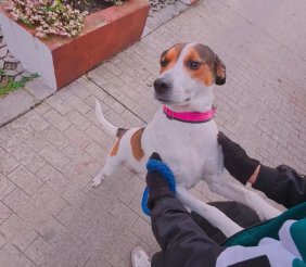 Perro