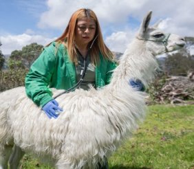 Cuidado de llamas - Alcaldía Mayor de Bogotá