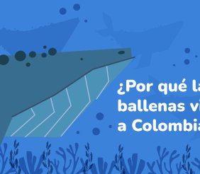 Ballenas jorobadas colombia