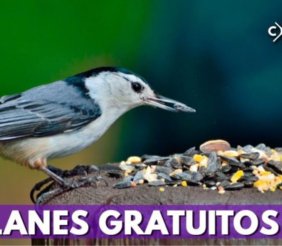 Pájaro