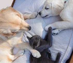 Dos perros y un gato acostados en una cama 