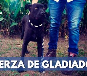 gladiador-perro-rescatado