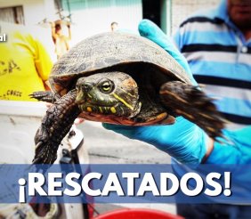 Recuperados 69 animales silvestres que iban a ser traficados en Bogotá